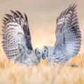A Mother‘s Love by Qiuqing Mu